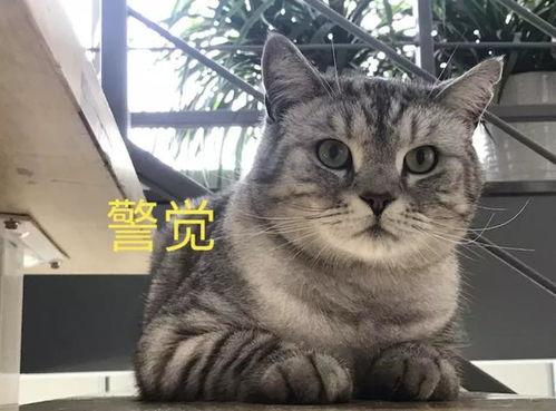 娱乐吃瓜酱猫叫喵喵喵,喵喵喵！娱乐吃瓜酱带你领略猫界趣味瞬间